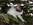 Azrael von den Norwegischen Waldkatzen von Ruwenda