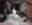 Azrael von den Norwegischen Waldkatzen von Ruwenda