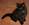 Maleficent von den Norwegischen Waldkatzen von Ruwenda