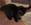 Maleficent von den Norwegischen Waldkatzen von Ruwenda