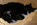 M-Wurf von den Norwegischen Waldkatzen von Ruwenda